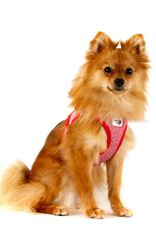 Curli Vest Harness Merino Curli Clasp Red 