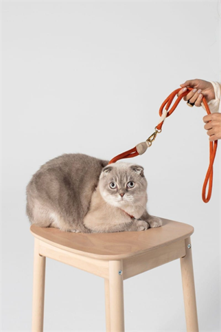 Loop Harness In Rusty Orange