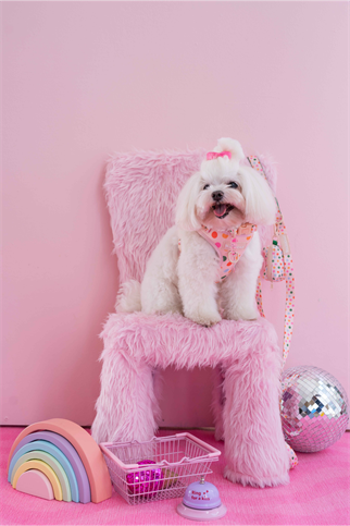 Lolidogs Köpek Göğüs Tasması ve Kayış Seti | Confetti