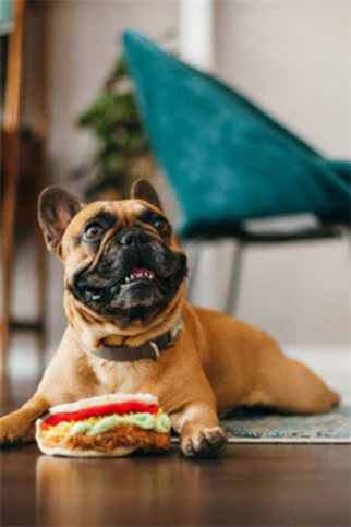 Play San Francisco Taco Köpek Oyuncağı