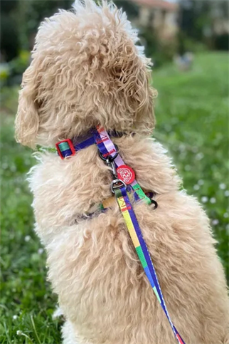 Fluffy Buddies Indigo H tipi Göğüs Tasması Medium 