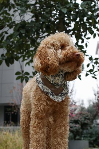 Monido Deri Çizgili Köpek Bandana Krem
