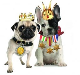 Dog & Dolls Ketty Lady T-Shirt Pug French Bulldog