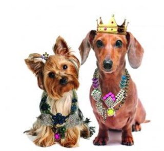 Dog & Dolls Ketty Lady T-Shirt Yorkshire Terrier Daschund