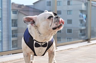 Dogness Gentleman Navy Blue Tuxedo Breast Collar