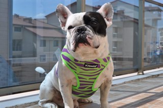 Dogness Wakanda Breast Collar