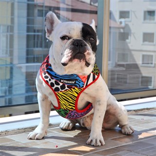 Dogness Wellcome to Jungle Göğüs Tasması