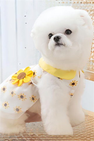 DolcePets - Ayçiçeği Köpek Elbise