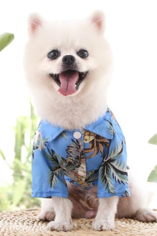 DolcePets Hawaii Blue - Mavi Köpek Gömleği