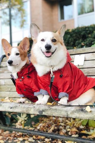 DolcePets Köpek Yağmurluğu - Kırmızı