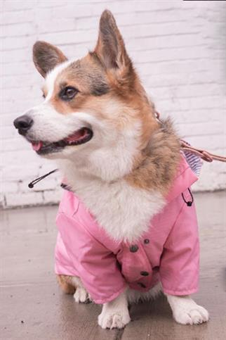 DolcePets Köpek Yağmurluğu - Pembe