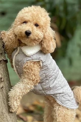 DolcePets Puffer Vest - Köpek Yeleği Gri