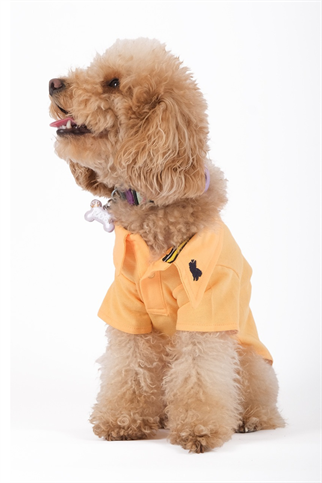 Doredog Turuncu Polo Yaka Tshirt