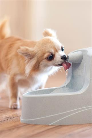 Drinkwell Mini Kedi Köpek Su Pınarı