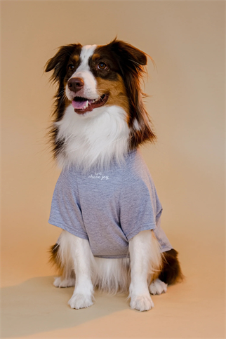 Asky&Erd Chasing Joy | Urban Grey Köpek Tişört