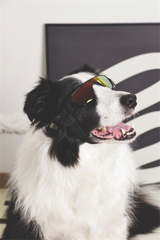 M-Pets Sunny Sunbather Köpekler İçin Gözlük Black