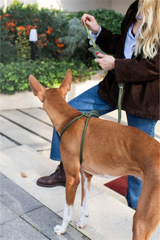 Zoe Pet Atelier All In 1 Loop Köpek Göğüs Tasması ve Gezdirme Kayışı Seti Haki Yeşil