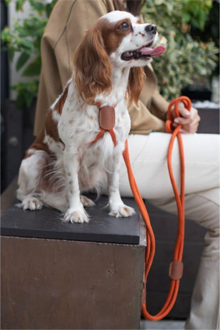 Zoe Pet Atelier All In 1 Loop Köpek Göğüs Tasması ve Gezdirme Kayışı Seti Pas Turuncusu ve Kahverengi