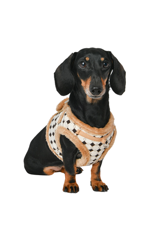 Puppia Jace Vest Köpek Göğüs Tasması - Bej