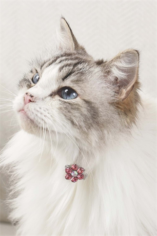 M-PETS GLAM KÖPEKLER İÇİN AKSESUAR TOKA PİNK/WHİTE