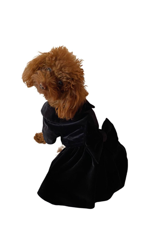 Mer Paw Kadife Siyah Elbise