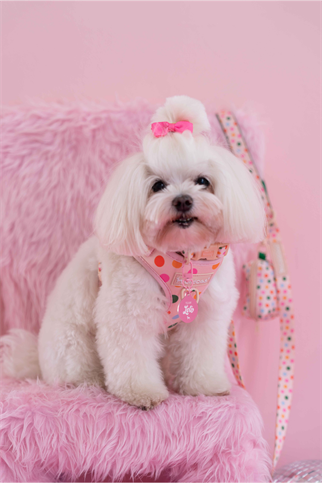 Lolidogs Köpek Göğüs Tasması ve Kayış Seti | Picnic