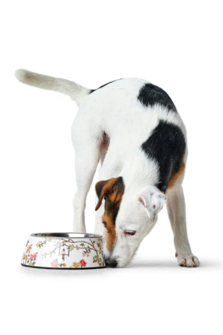 Hunter Mogami Melamin Köpek Mama ve Su Kabı