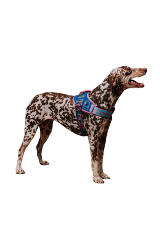 Zee.Dog Reebok x Zee.Dog Aerobic FlyHarness Köpek Tasması