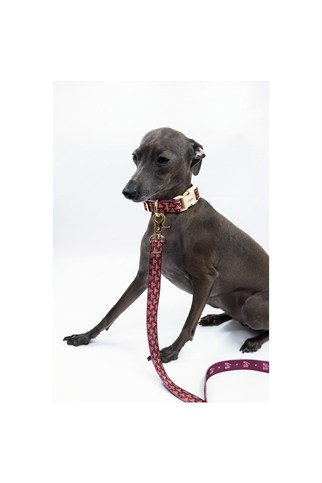 Lupinus Atelier Flexus Cerasus x Chintamani Köpek Gezdirme Kayışı