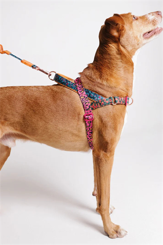 Zee.Dog Selva Softer Walk Köpek Göğüs Tasması - FARM Rio