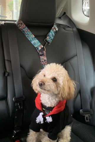 Etro Dog Cat Car Car Seat Belt