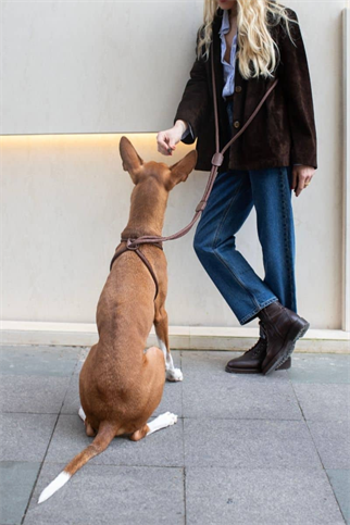 Zoe Pet Atelier All In 1 Loop Köpek Göğüs Tasması ve Gezdirme Kayışı Seti Espresso Kahverengi