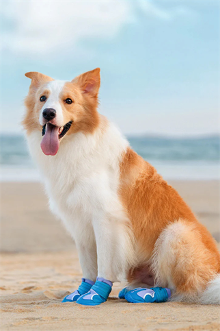 Truelove Köpek Ayakkabısı Mavi-Lila