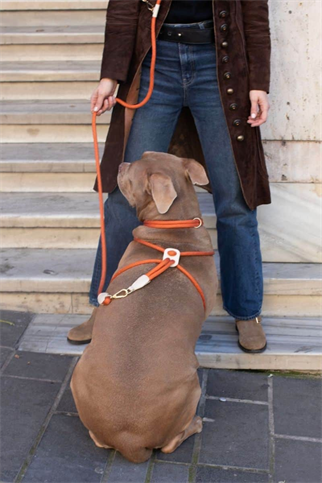 Loop Harness In Rusty Orange