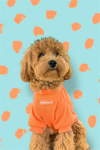 Lolidogs Basics Kaşkorse Melon
