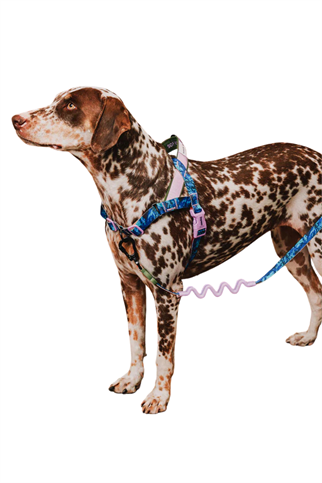 Zee.Dog Reebok x Zee.Dog Trekk Softer Walk Göğüs Tasması