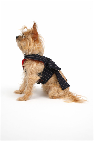 Doredog Fiyonklu Denim Köpek Tasma 