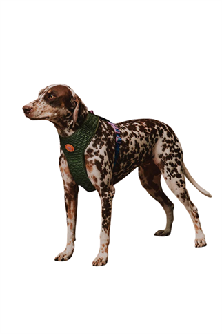 Zee.Dog Reebok x Zee.Dog Trekk Air Mesh Göğüs Tasması