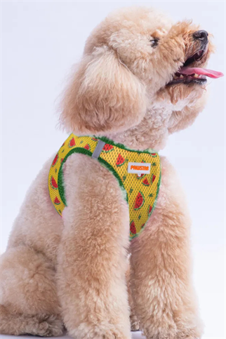 PawStar Watermelon Köpek Göğüs Tasması Sarı
