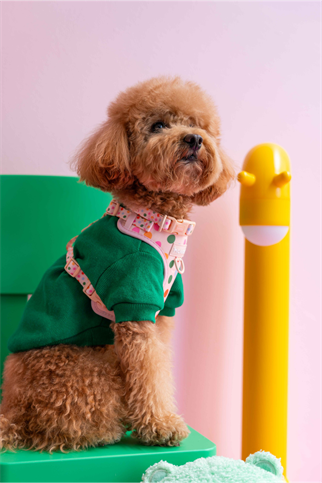 Lolidogs Köpek Göğüs Tasması ve Kayış Seti | Confetti