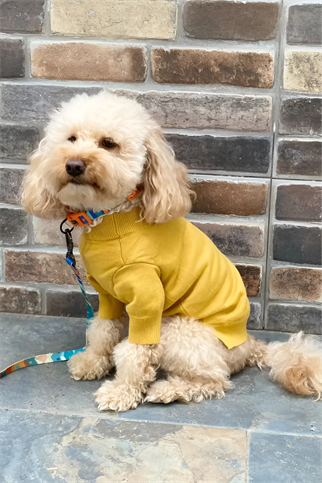 Fluffy Buddies Balon Kollu Yumuşak Triko Kazak Sarı