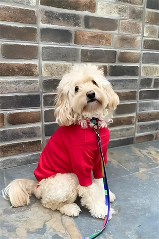 Fluffy Buddies Balon Kollu Yumuşak Triko Kazak Kırmızı