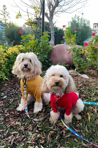 Fluffy Buddies Balon Kollu Yumuşak Triko Kazak Sarı