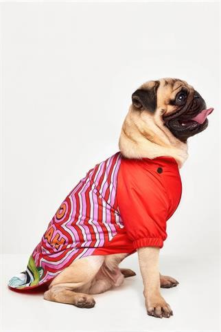 Godoist Raincaot Series Monster Dog Raincoat