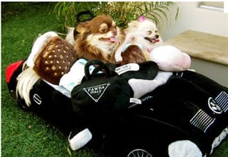 Haute Diggity Dog Pawda Italy Çanta Köpek Oyuncak