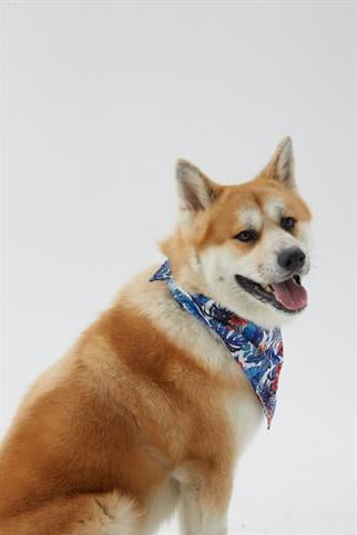 Hypet Fashion Hawaii Bandana