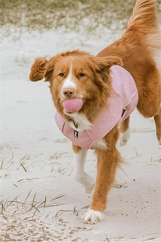 Hurtta Köpek Soğutucu Yeleği Carnation Pink