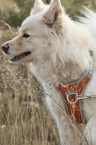 Hurtta Venture No-Pull Göğüs Tasması - Turuncu