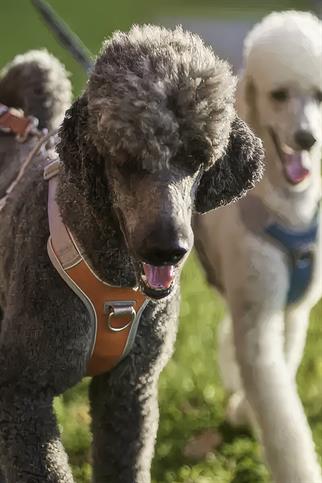 Hurtta Venture No-Pull Göğüs Tasması - Turuncu