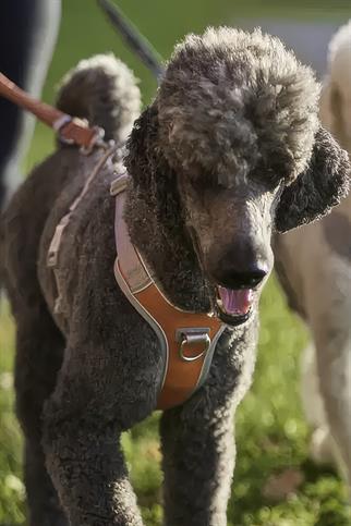 Hurtta Venture No-Pull Göğüs Tasması - Turuncu